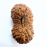 21 mukhi rudraksha
