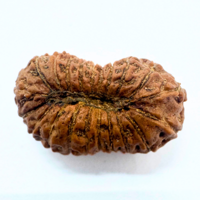 21 mukhi rudraksha indonesian
