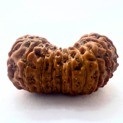 natural 21 mukhi rudraksha
