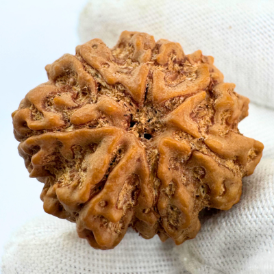 Antique 7 Mukhi Rudraksha (Nepal Origin - 30.27 MM | 7.23 Gms) - Himalaya Rudraksha Anusandhan Kendra