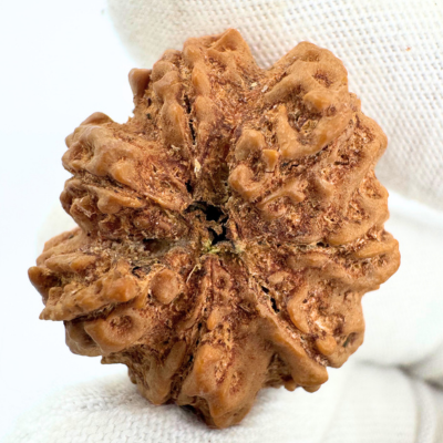 Antique 7 Mukhi Rudraksha (Nepal Origin - 30.27 MM | 7.23 Gms) - Himalaya Rudraksha Anusandhan Kendra
