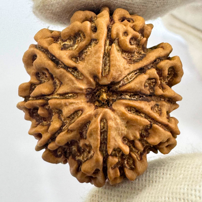 Antique 8 Mukhi Rudraksha (Nepal Origin - 29.53 MM | 6.79 Gms) - Himalaya Rudraksha Anusandhan Kendra