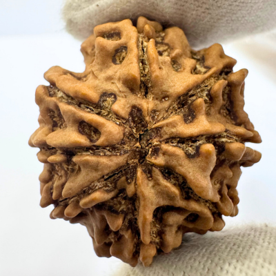 Antique 8 Mukhi Rudraksha (Nepal Origin - 29.53 MM | 6.79 Gms) - Himalaya Rudraksha Anusandhan Kendra