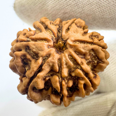 Antique 8 Mukhi Rudraksha (Nepal Origin - 29.53 MM | 6.79 Gms) - Himalaya Rudraksha Anusandhan Kendra