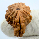 Antique 1 Mukhi Sawaar Rudraksha (Nepal Origin- 22.31 MM | 2.31 Gms) - Himalaya Rudraksha Anusandhan Kendra