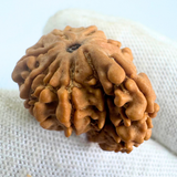 Antique 1 Mukhi Sawaar Rudraksha (Nepal Origin- 22.31 MM | 2.31 Gms) - Himalaya Rudraksha Anusandhan Kendra