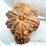 Antique 1 Mukhi Sawaar Rudraksha (Nepal Origin- 23.85 MM | 3.14 Gms) - Himalaya Rudraksha Anusandhan Kendra