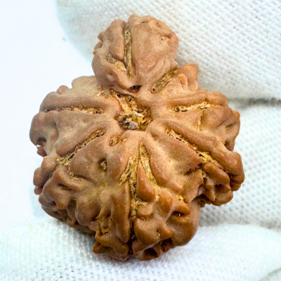 Antique 1 Mukhi Sawaar Rudraksha (Nepal Origin- 23.85 MM | 3.14 Gms) - Himalaya Rudraksha Anusandhan Kendra