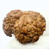 Antique 1 Mukhi Sawaar Rudraksha (Nepal Origin- 23.85 MM | 3.14 Gms) - Himalaya Rudraksha Anusandhan Kendra