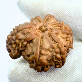 Antique 1 Mukhi Sawaar Rudraksha (Nepal Origin- 23.85 MM | 3.14 Gms) - Himalaya Rudraksha Anusandhan Kendra