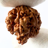 Antique 7 Mukhi Ganesh Rudraksha (Nepal Origin- 26.09 MM | 5.00 Gms) - Himalaya Rudraksha Anusandhan Kendra