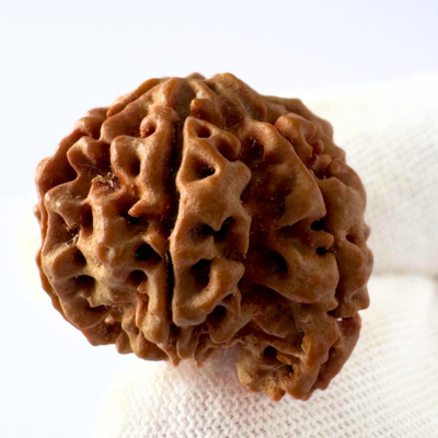 Antique 7 Mukhi Ganesh Rudraksha (Nepal Origin- 26.09 MM | 5.00 Gms) - Himalaya Rudraksha Anusandhan Kendra