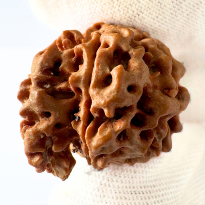 Antique 7 Mukhi Ganesh Rudraksha (Nepal Origin- 26.09 MM | 5.00 Gms) - Himalaya Rudraksha Anusandhan Kendra