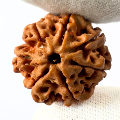 Antique 7 Mukhi Ganesh Rudraksha (Nepal Origin- 26.09 MM | 5.00 Gms) - Himalaya Rudraksha Anusandhan Kendra