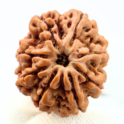 Antique 8 Mukhi Ganesh Rudraksha (Nepal Origin- 23.33 MM | 4.05 Gms) - Himalaya Rudraksha Anusandhan Kendra