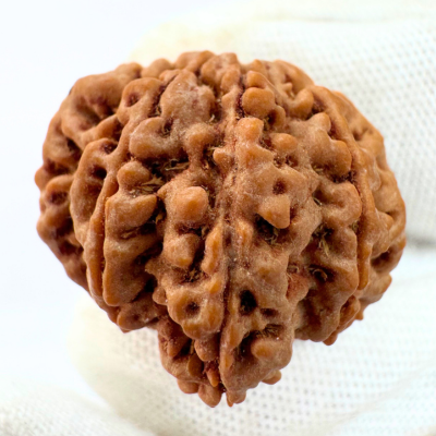 Antique 8 Mukhi Ganesh Rudraksha (Nepal Origin- 23.33 MM | 4.05 Gms) - Himalaya Rudraksha Anusandhan Kendra