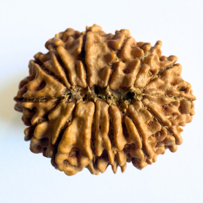 nepali 14 mukhi rudraksha
