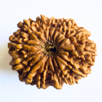 14 mukhi nepali rudraksha

