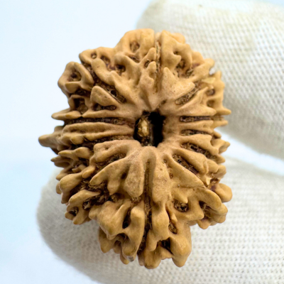 Antique 11 Mukhi Ganesh Rudraksha (Nepal Origin- 25.55 MM | 3.06 Gms) - Himalaya Rudraksha Anusandhan Kendra