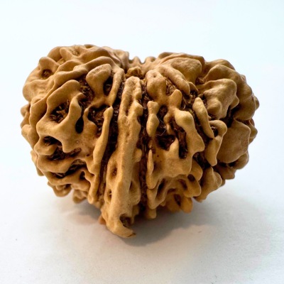 Antique 11 Mukhi Ganesh Rudraksha (Nepal Origin- 25.55 MM | 3.06 Gms) - Himalaya Rudraksha Anusandhan Kendra