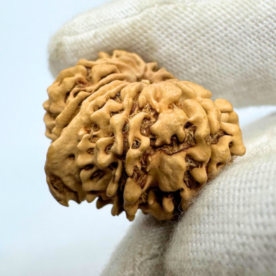 Antique 11 Mukhi Ganesh Rudraksha (Nepal Origin- 25.55 MM | 3.06 Gms) - Himalaya Rudraksha Anusandhan Kendra