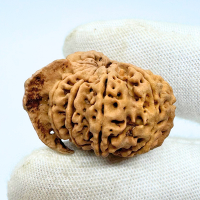 Antique 10 Mukhi Ganesh Rudraksha (Nepal Origin- 28.68 MM | 5.42 Gms) - Himalaya Rudraksha Anusandhan Kendra