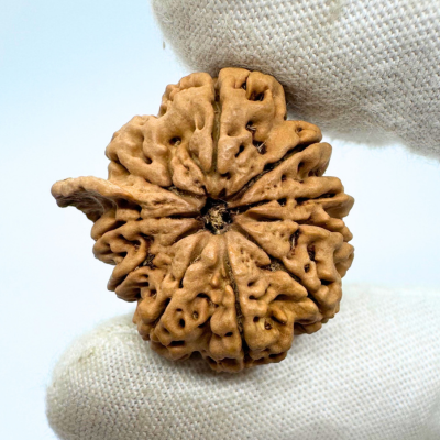 Antique 10 Mukhi Ganesh Rudraksha (Nepal Origin- 28.68 MM | 5.42 Gms) - Himalaya Rudraksha Anusandhan Kendra
