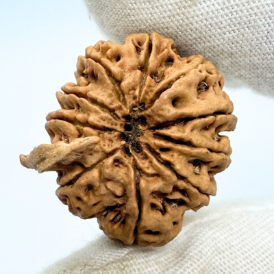 Antique 10 Mukhi Ganesh Rudraksha (Nepal Origin- 28.68 MM | 5.42 Gms) - Himalaya Rudraksha Anusandhan Kendra