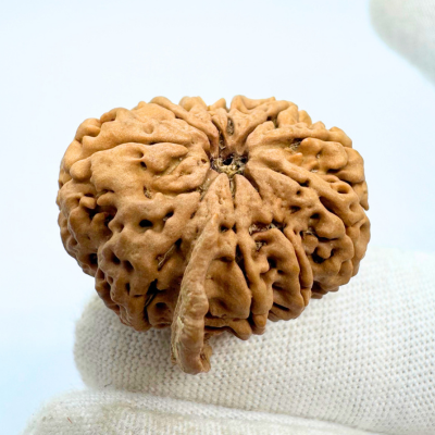 Antique 10 Mukhi Ganesh Rudraksha (Nepal Origin- 28.68 MM | 5.42 Gms) - Himalaya Rudraksha Anusandhan Kendra