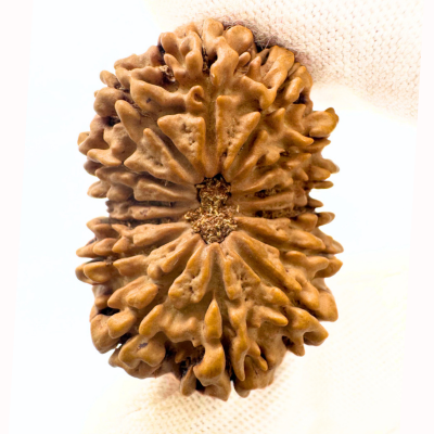 14 mukhi rudraksha