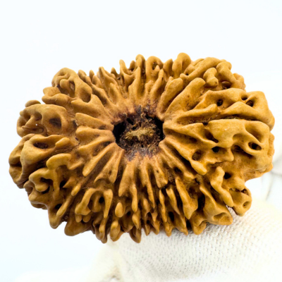 Antique 15 Mukhi Rudraksha (Nepal Origin - 34.30 MM | 5.04 Gms) - Himalaya Rudraksha Anusandhan Kendra