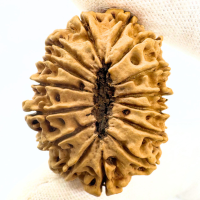 Antique 15 Mukhi Rudraksha (Nepal Origin - 34.30 MM | 5.04 Gms) - Himalaya Rudraksha Anusandhan Kendra