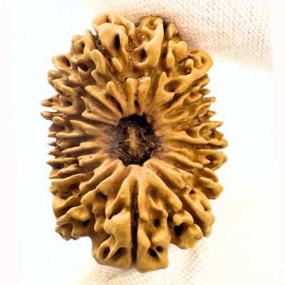 Antique 15 Mukhi Rudraksha (Nepal Origin - 34.30 MM | 5.04 Gms) - Himalaya Rudraksha Anusandhan Kendra