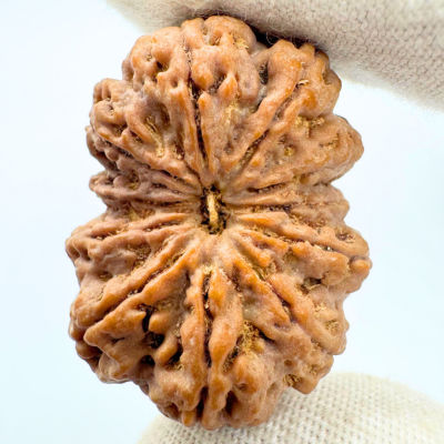 Antique 11 Mukhi Rudraksha (Nepal Origin- 33.67 MM | 7.50 Gms) - Himalaya Rudraksha Anusandhan Kendra