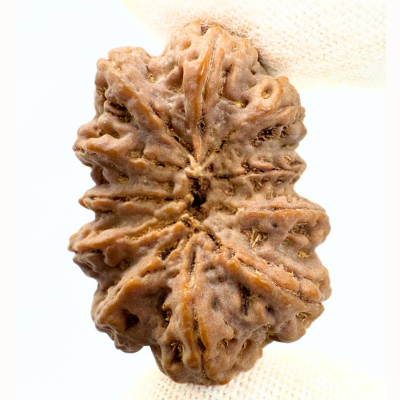Antique 11 Mukhi Rudraksha (Nepal Origin- 33.67 MM | 7.50 Gms) - Himalaya Rudraksha Anusandhan Kendra