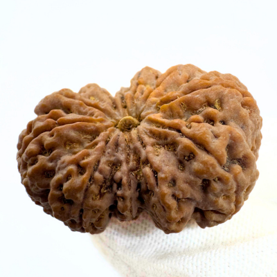 Antique 11 Mukhi Rudraksha (Nepal Origin- 33.67 MM | 7.50 Gms) - Himalaya Rudraksha Anusandhan Kendra