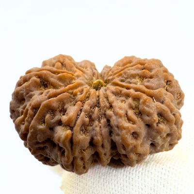 Antique 11 Mukhi Rudraksha (Nepal Origin- 33.67 MM | 7.50 Gms) - Himalaya Rudraksha Anusandhan Kendra