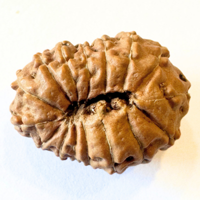 natural 16 mukhi rudraksha
