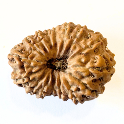 16 mukhi indonesian
