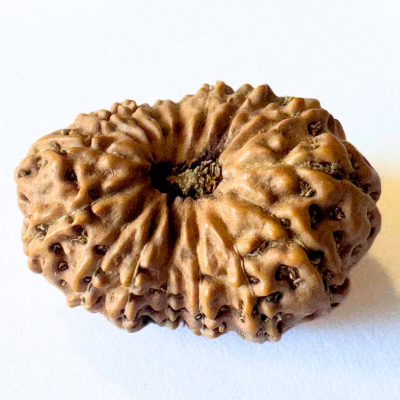 16 mukhi rudraksha
