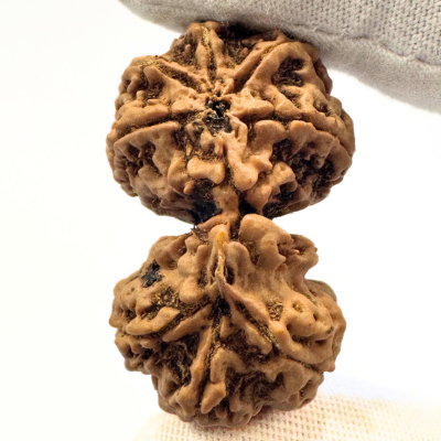 Antique Gaurishankar Rudraksha (Nepal Origin - 41.93 MM | 11.19 Gms)