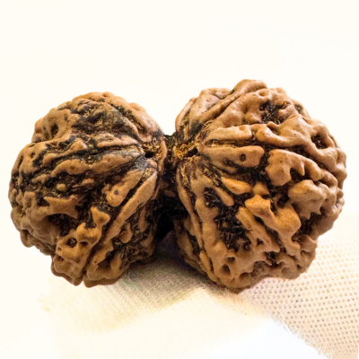 Antique Gaurishankar Rudraksha (Nepal Origin - 41.93 MM | 11.19 Gms)