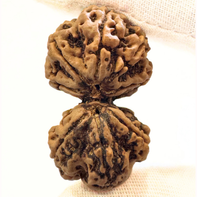 Antique Gaurishankar Rudraksha (Nepal Origin - 41.93 MM | 11.19 Gms)