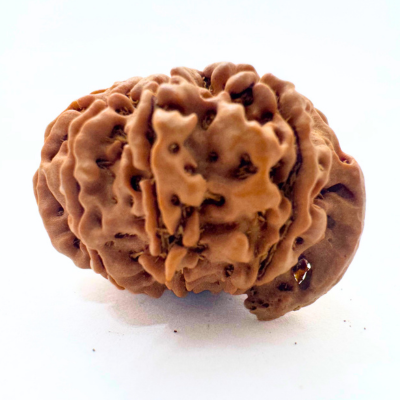 Antique 9 Mukhi Ganesh Rudraksha (Nepal Origin- 25.47 MM | 3.81 Gms)