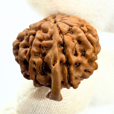 Antique 9 Mukhi Ganesh Rudraksha (Nepal Origin- 25.47 MM | 3.81 Gms)