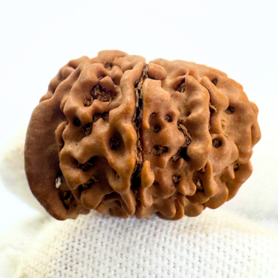 Antique 9 Mukhi Ganesh Rudraksha (Nepal Origin- 25.47 MM | 3.81 Gms)