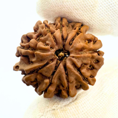 Antique 9 Mukhi Ganesh Rudraksha (Nepal Origin- 25.47 MM | 3.81 Gms)