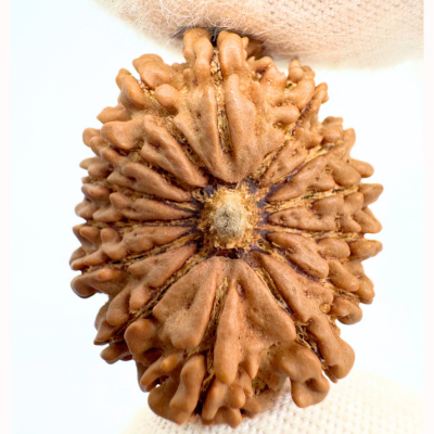 Antique 14 Mukhi Rudraksha (Nepal Origin - 30.91 MM | 5.61 Gms)