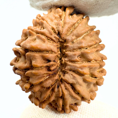 Antique 14 Mukhi Rudraksha (Nepal Origin - 30.91 MM | 5.61 Gms)