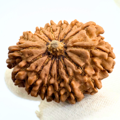 Antique 14 Mukhi Rudraksha (Nepal Origin - 30.91 MM | 5.61 Gms)